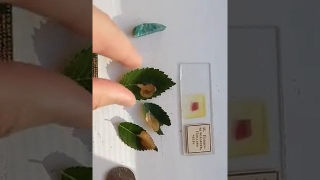 Вредитель деревьев ильма (вяза)- каштановая минирующая моль смотреть онлайн