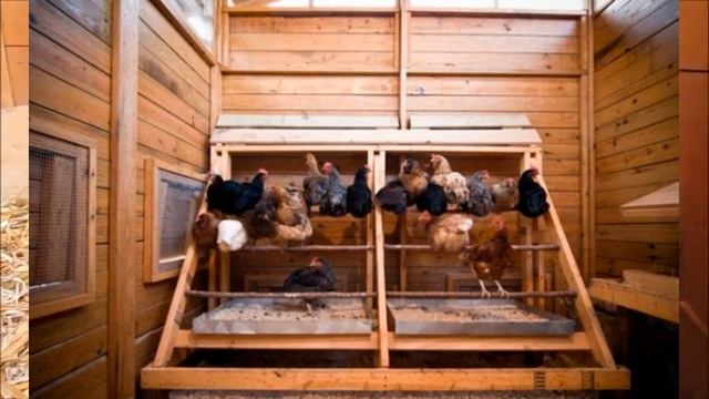 Какими инфекциями чаще всего поражаются куры