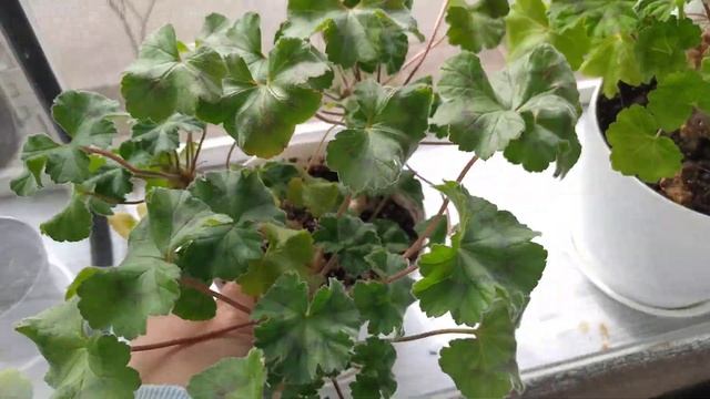 Краткий обзор растений на балконе. Пеларгонии, орхидеи и другое смотреть онлайн