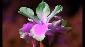 Ты закаляешь нас в борьбе