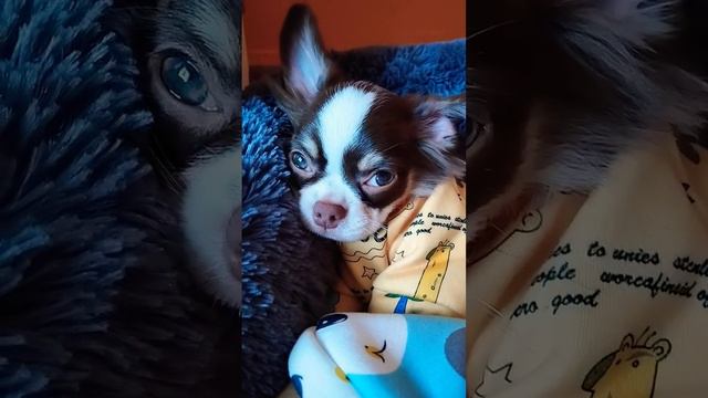 #милыесобачки #чихуахуа #собачьяжизнь #щенкичихуахуа