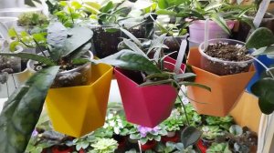 Эти растения у меня недавно. Набираюсь опыта.