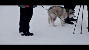 Как научить собаку работать?