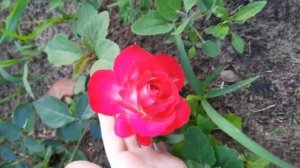 DIY как вырастить розу. Выращиваю розу из черенка)