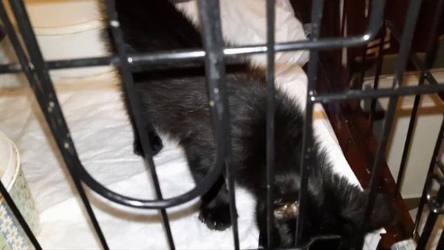 Маленькая часть из нашей жизни. Памяти кошки🌈 Сильвы. Крошечка крошечка Викуся . смотреть онлайн