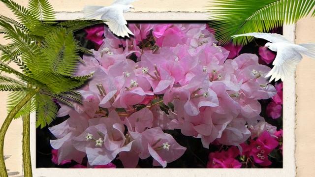 Прекрасная бугенвиллия смотреть онлайн