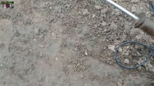 Виноград в теплице. Формировка на рожки .