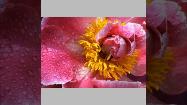 САЖАЕМ ОСЕНЬЮ ПРАВИЛЬНО : ПИОНЫ смотреть онлайн