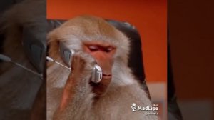 Обезьяна с телефоном прикол