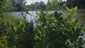 Fishing a TINY Pond HIDDEN in the WOODS!!! (After Historic Flooding!)