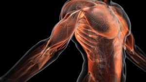 Как лыжные тренировки влияют на наш организм?