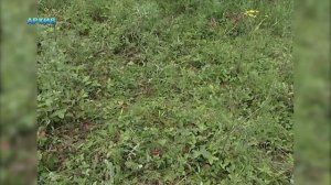 Живая природа (земляника)