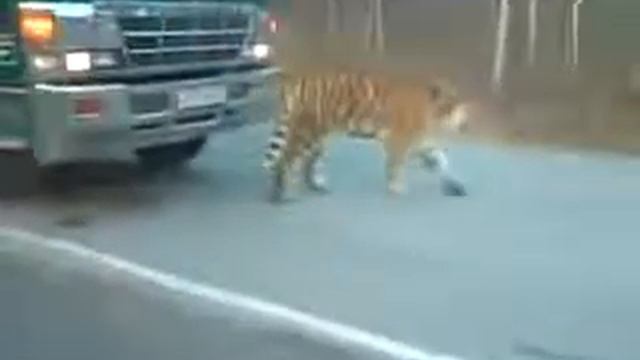 Тигр на трассе Владивосток Хабаровск смотреть онлайн