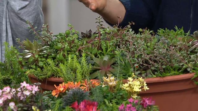 Roberta's 9-piece Hardy Succulent Trio Collection on QVC смотреть онлайн