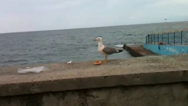 Дикие чайки - пожиратели пиццы смотреть онлайн