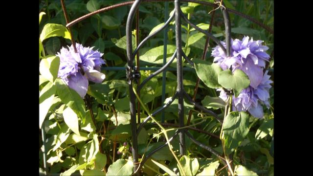 Incredibly Glamorous Diamantina Clematis June 2021 смотреть онлайн