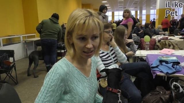 Уход за миниатюрным доберманом