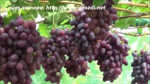 Сорт винограда: Магистр