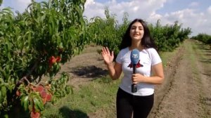 Сбор урожая персиков в Крыму (2018)