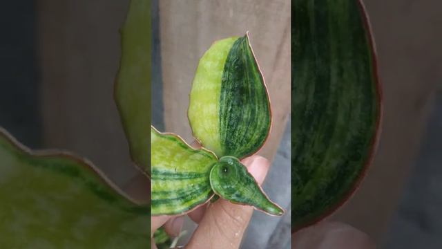 Sansevieria macrophylla variegata - Fazza Nursery - Popular Plants