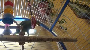 Попугай Венесуэльский Амазон. Первые дни дома. Venezuelan Amazon