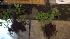 Комнатные цветы/растения. Роза из уценки/пересадка. Садовая розочка на балконе набирает бутоны.