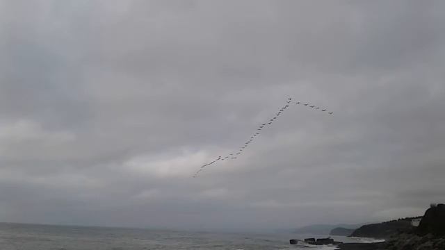 вдоль берега Чёрного моря в Крыму птицы летят утром с запада на восток 2019.02.12 09:12
