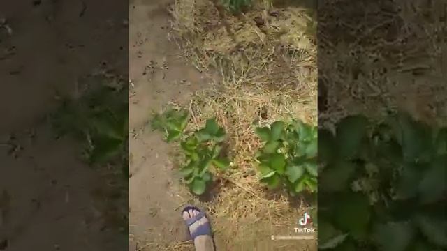 ремонтатная клубника диамант. у кого есть такая?