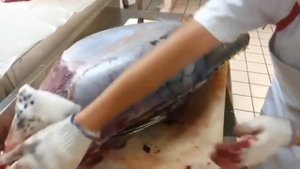Япония Морепродукты - Разделка и Чистка Огромного Тунца