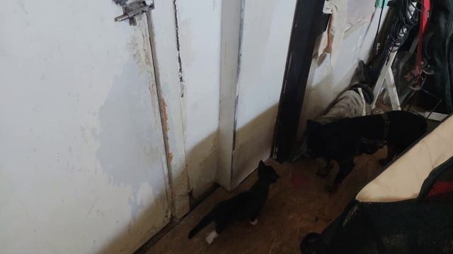 Пти-Брабансон Филипп впервые стретился с котятами. 1 смотреть онлайн