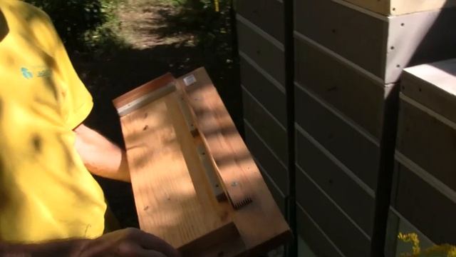 пчеловодство  на 145 рамку на даче у Олега Емельянова