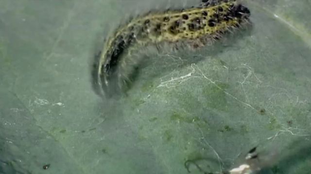 Как животные сотрудничают, чтобы выжить | Животные, похожие на нас смотреть онлайн