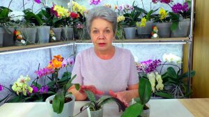 Вторая попытка вырастить орхидею Шиллера. Орхидеи новинки с выставки.