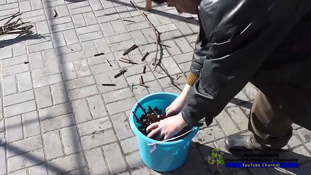 5. Предпосадочная подготовка черенков винограда смотреть онлайн