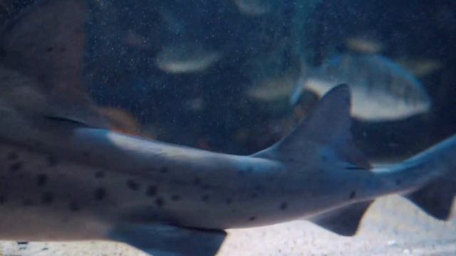 Aquarium 4K VIDEO (ULTRA HD) ?  Sea Animals With Relaxation & Calming Music ? 4K ULTRA HD / 4K TV смотреть онлайн