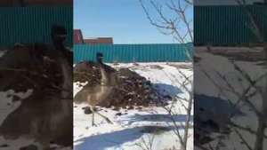 Невзлюбили кошек, а с собаками — лучшие друзья: страусы в Благовещенске
