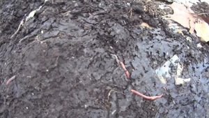 3092 Листва и картон лучшие материалы для активной мульчи огорода и сада