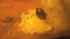 Мои муравьи Solenopsis fugax (муравей-вор)