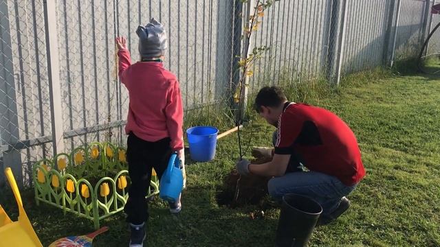 Дача в конце сентября. Сажаем груши, клубнику, ежевику. смотреть онлайн