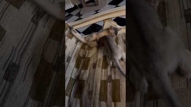 Абиссинская котосемья