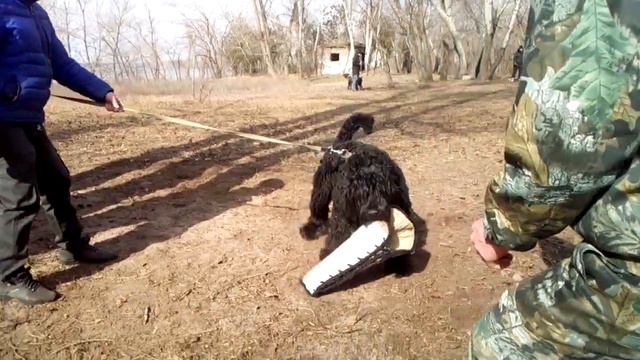 Работа Чёрного терьера по двум фигурантам.