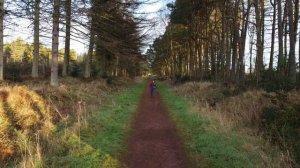 Red Squirrels & Bird Watching - Tentsmuir & Morton Lochs in Fife, Scotland + Painting a Blue Tit