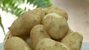 Новые сорта картофеля от люберецких селекционеров