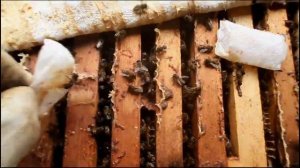 Сила пчелиной семьи осенью для отличной зимовки