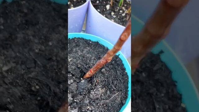 Фикус мелани до и после обрезки #фикус #фикусмелани #фикусобрезка #формированиефикуса #бонсай #ficu смотреть онлайн