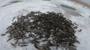 Как вялить рыбу. Ротан Вяленый