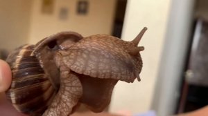 Улитки: знакомые незнакомцы | Удивительный мир беспозвоночных