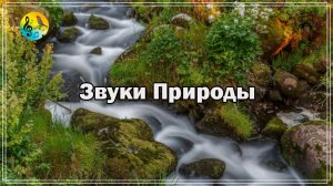 Красивое Пение Птиц Для Учебы ? Звуки природы. Красивая лесная река! ? Relax