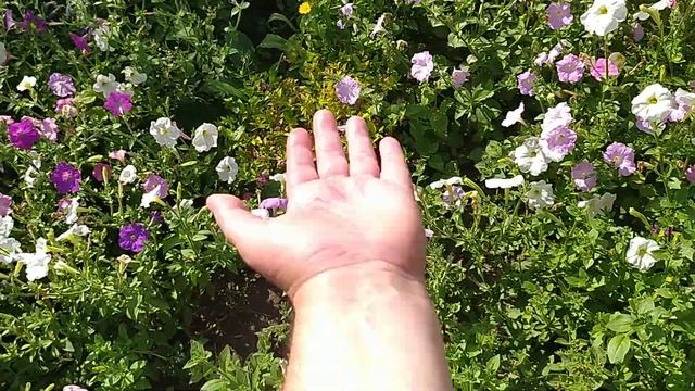 Что цветет в августе?Flowers in August. Обзор цветника. смотреть онлайн