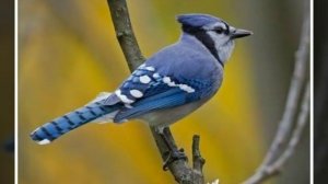 Голубая сойка. читать описание.